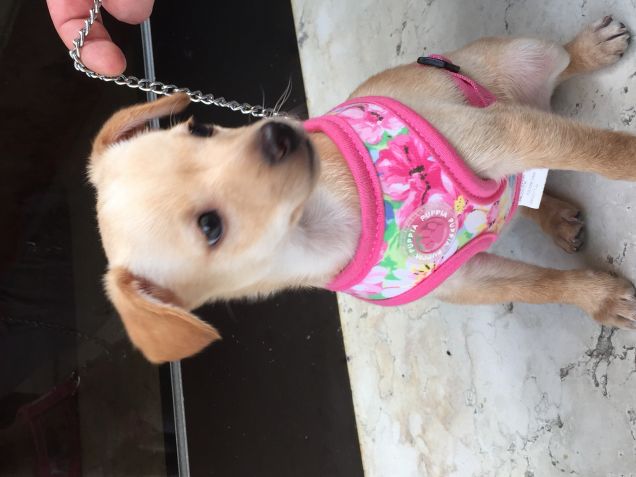 Minnie e la sua prima passeggiata