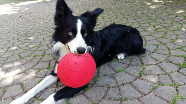 Cody e il suo frisbee
