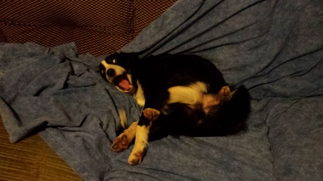 Cody che si sta trasformando!