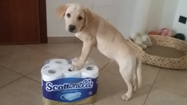 Tutti mi chiamano scottex 