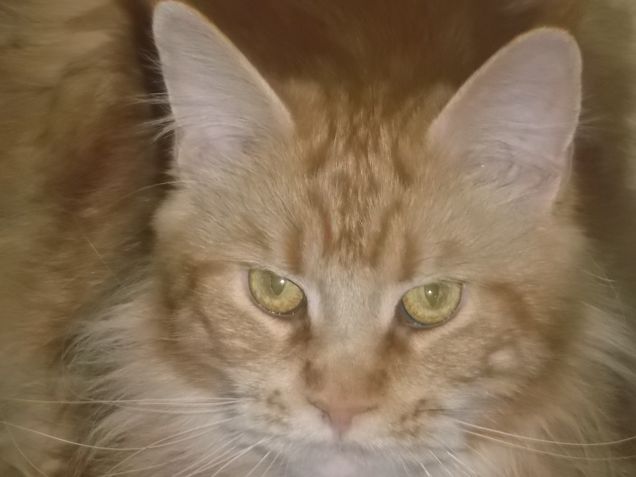 Rosa del deserto Vittoria