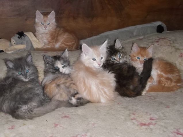 Rosa del deserto cuccioli