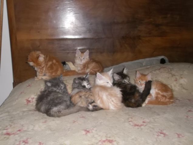 Cuccioli al completo