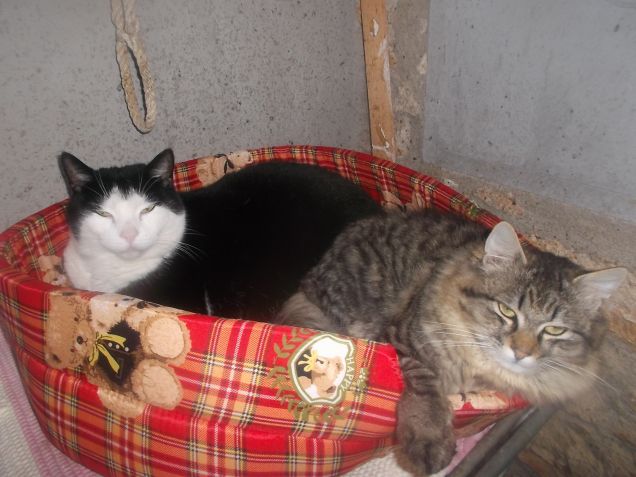 Silvestrino e friend