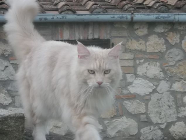 Rosa del deserto Raggio di luna