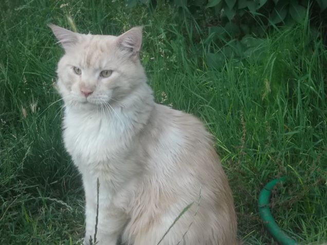 Maine coon