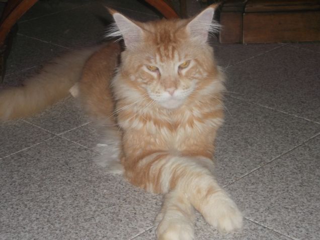 Maine coon