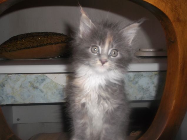 Maine coon cuciolina