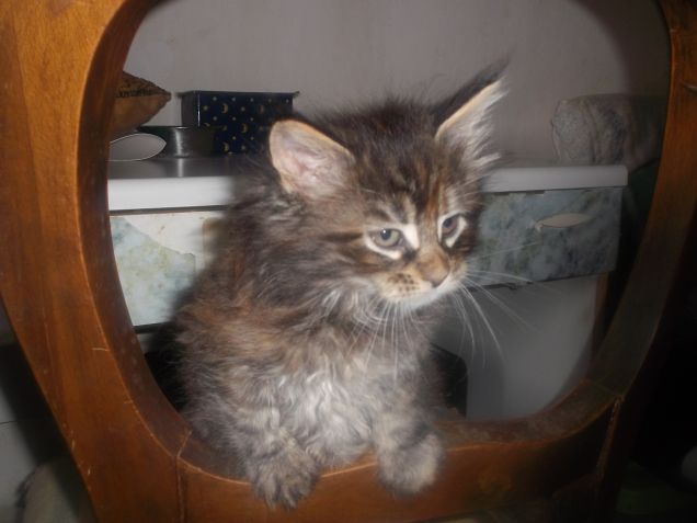 Maine coon cucciolina