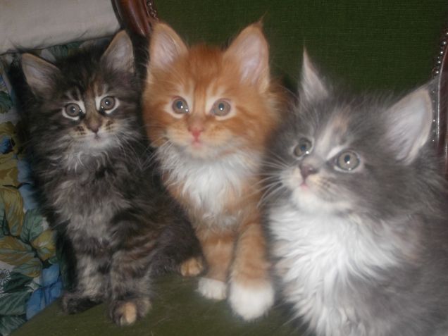 Maine coon cuccioli