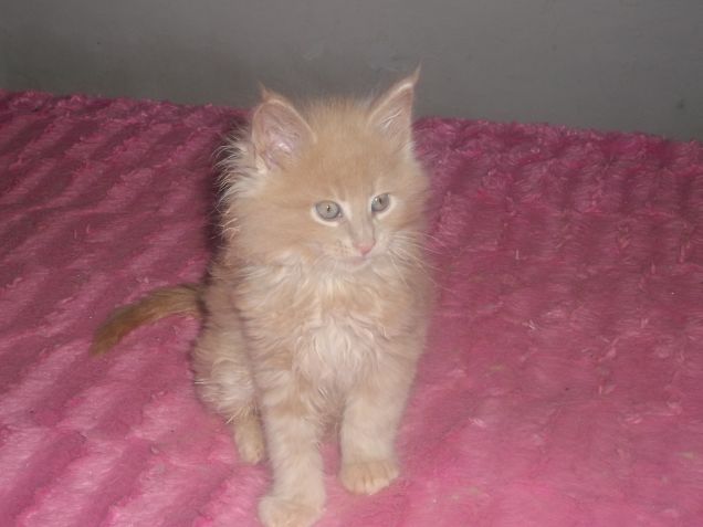 Maine coon cucciolino