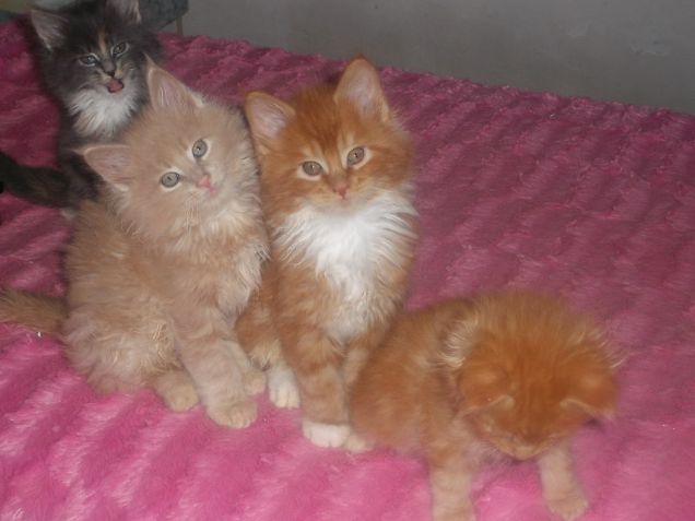 Maine coon cuccioli