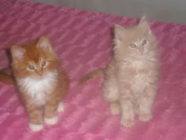 Maine coon cuccioli