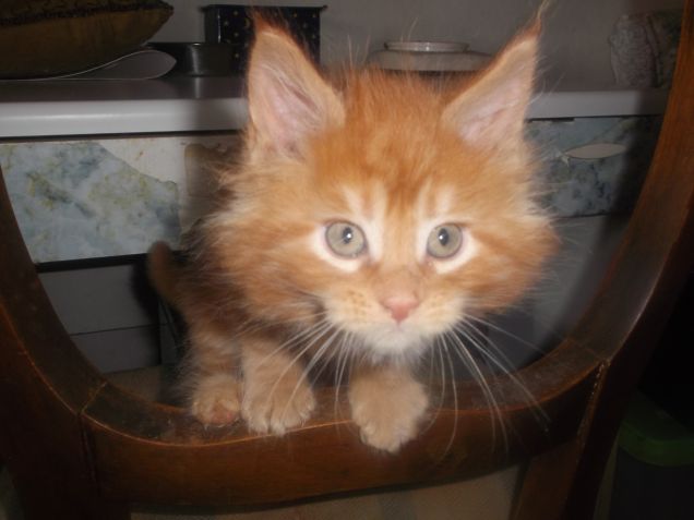 Maine coon cucciolino