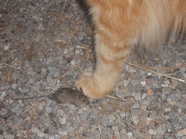 Maine coon vs Mouse
