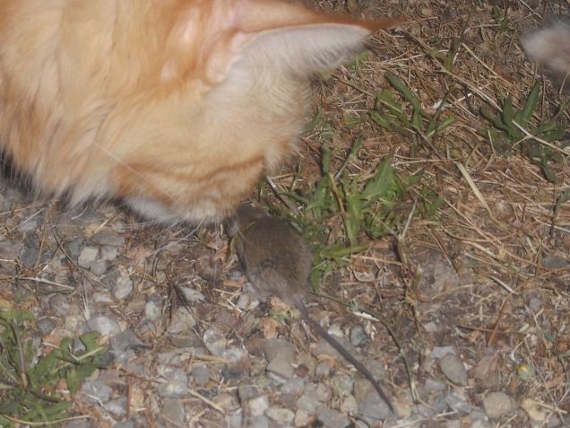 Maine coon vs Mouse