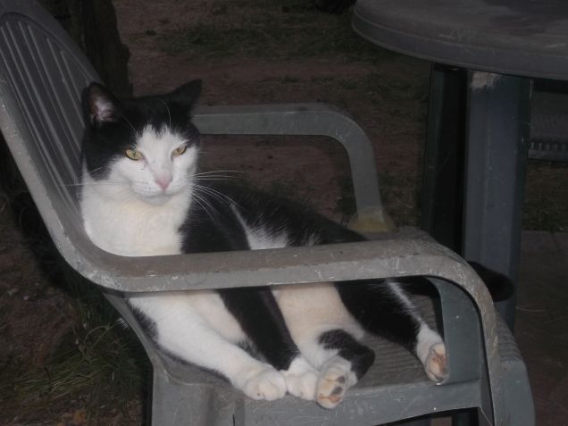 Silvestrino gatto Europeo