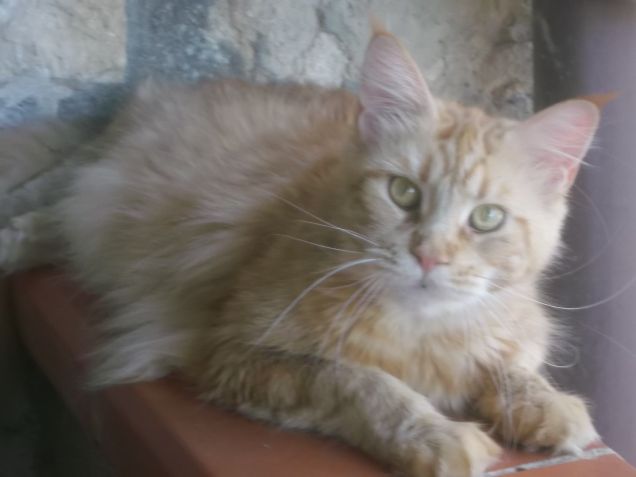 Maine coon Vittoria