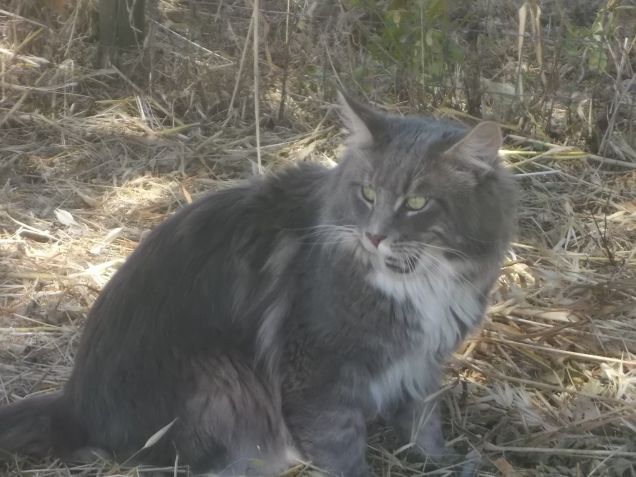 Maine coon Simon