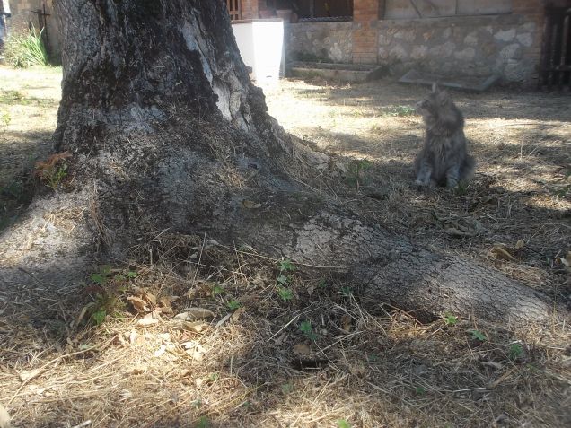 Maine coon Rapsody in blu