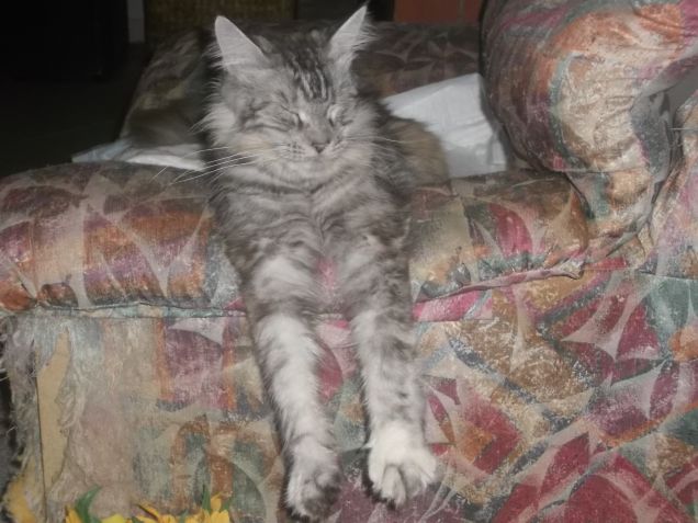 Maine coon