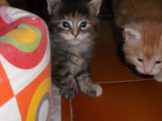 Maine coon cuccioli