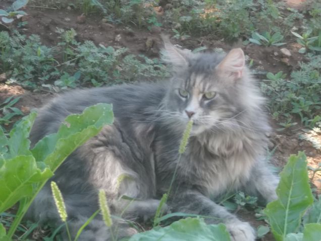 Maine coon
