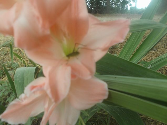 Animaletto simpatico