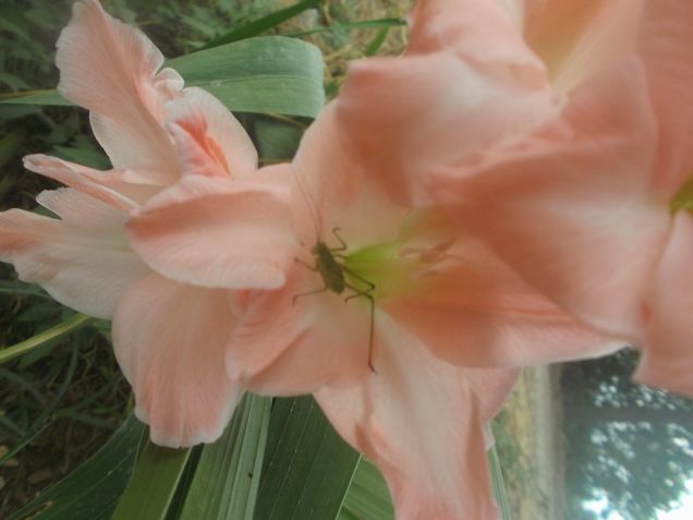 Animaletto simpatico