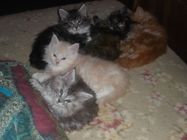 Maine coon kittens