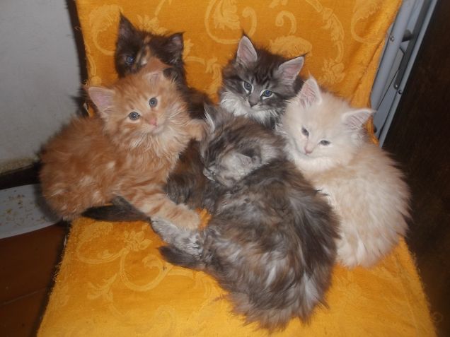 Maine coon kittens