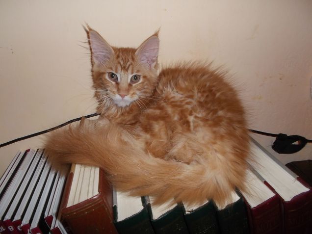 Maine coon
