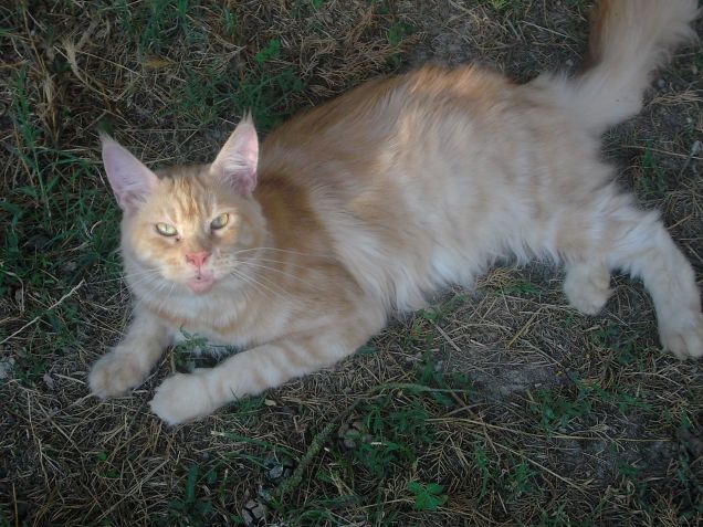 Maine coon Sissi
