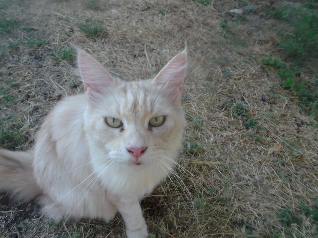 Maine coon 