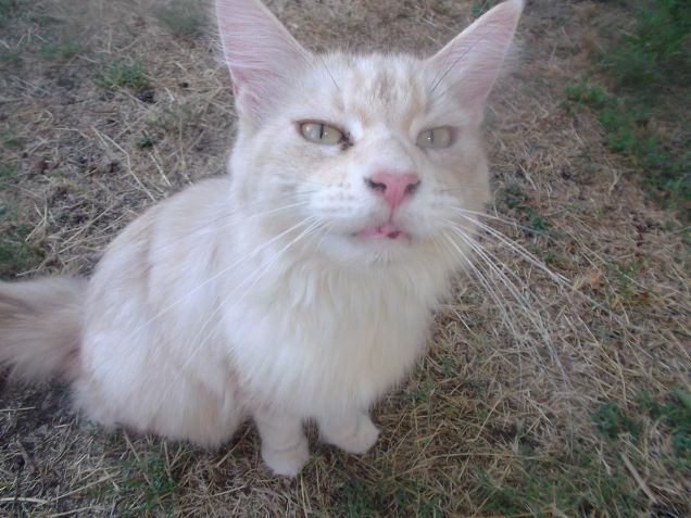 Maine coon