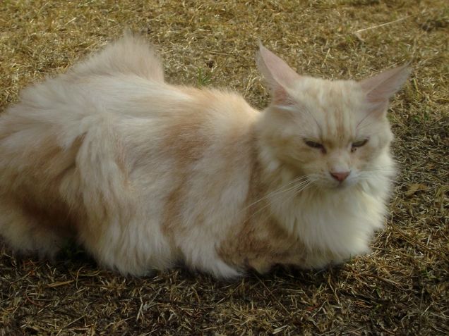 Maine coon 