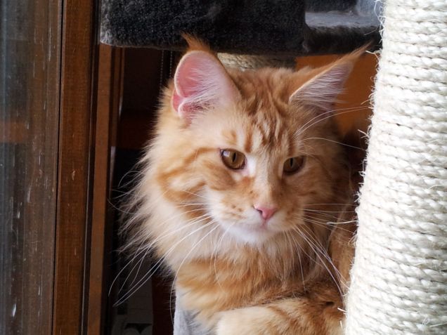Maine coon