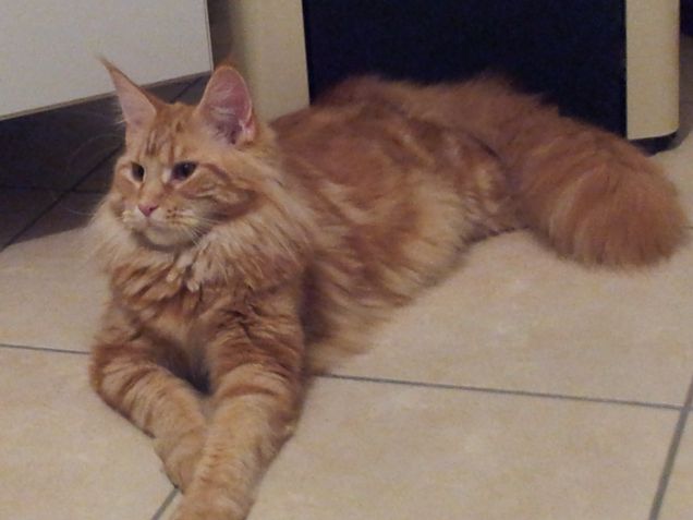 Maine coon