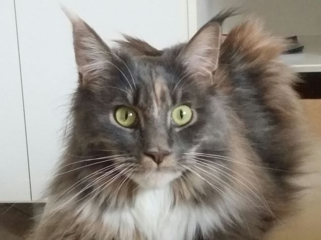 Maine coon