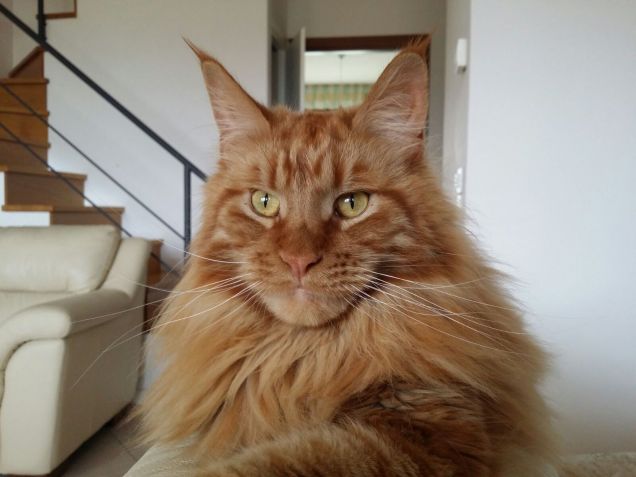 Maine coon