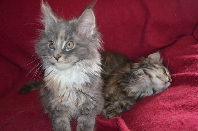 Maine coon