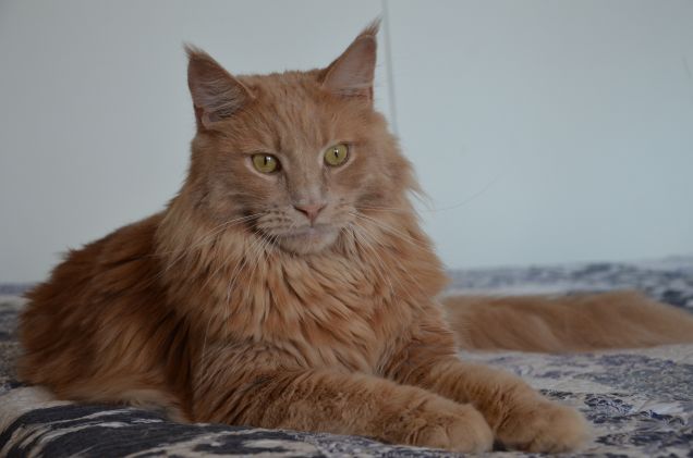 Maine coon