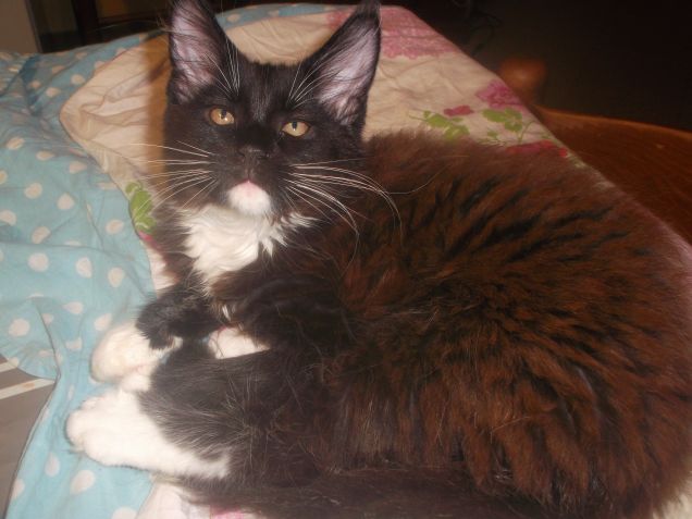 Maie coon kitten Brandon 