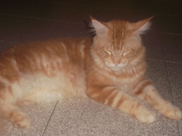 Maine coon 