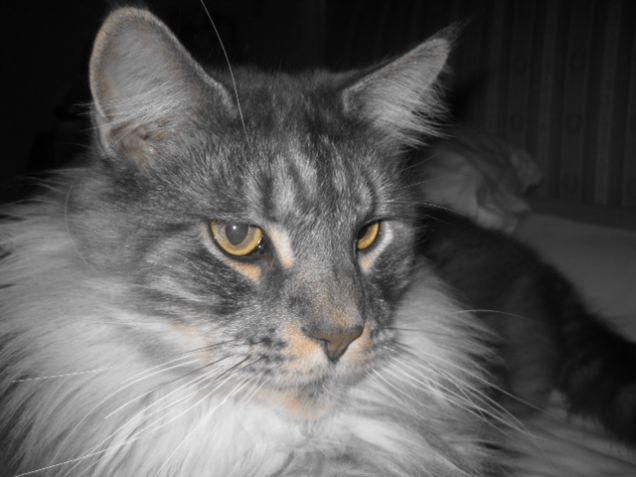 Maine coon