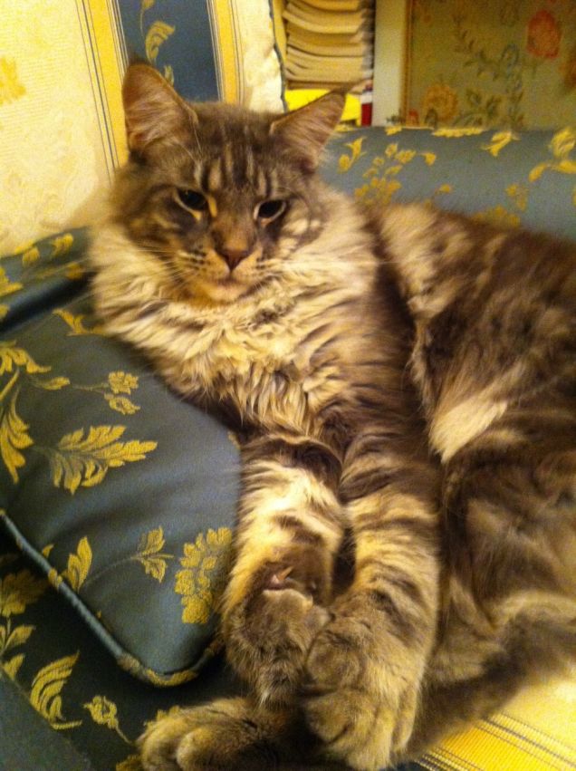 Maine coon