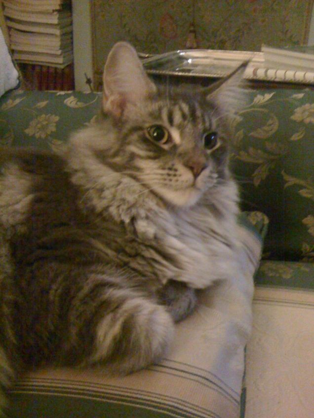 Maine coon 