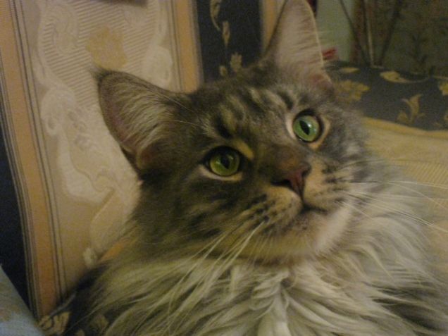 Maine coon