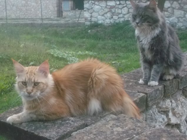 Maine coon Cats