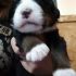 Bovaro del Bernese